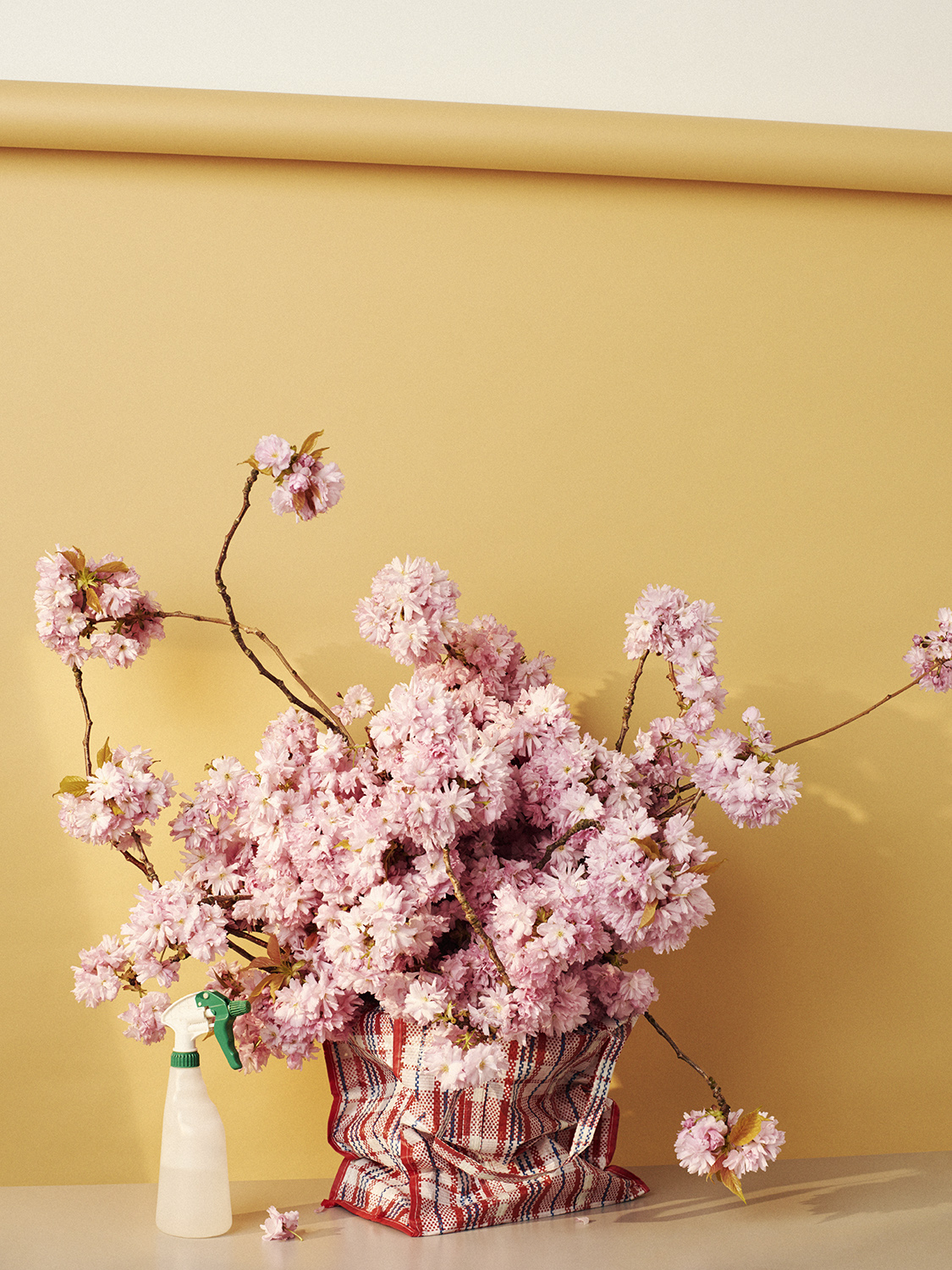 Flowers - Photography by VICTORIA ZSCHOMMLER